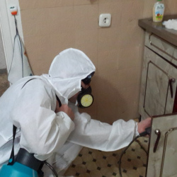Дезинфекция от муравьев в квартире в Алексеевском районе Москвы